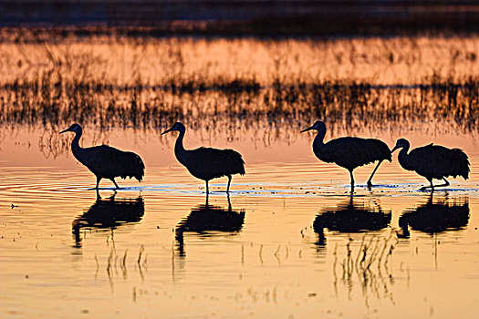 沙丘鹤,日出,黎明,野生动植物保护区,新墨西哥,北美,美国