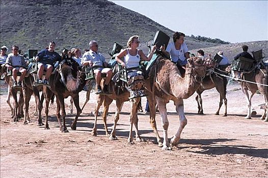 骆驼,哺乳动物,乘,游客,富埃特文图拉岛,加纳利群岛,西班牙,欧洲,动物