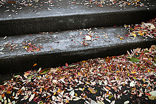 秋叶,石头,台阶,冰岛