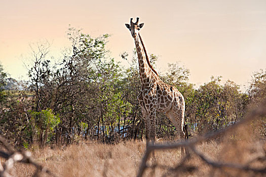 野生,长颈鹿,旅行队,斯坦陵布什,南非