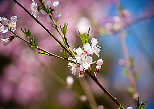 花蕊