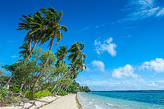 棕榈树,白沙滩,小岛,汤加,南太平洋