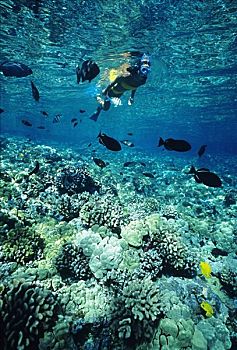 夏威夷,夏威夷大岛,湾,水下呼吸管,礁石