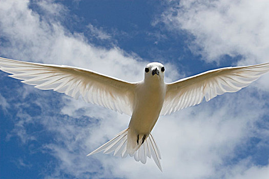 白燕鸥,阿尔巴,飞,环礁,夏威夷,背风群岛