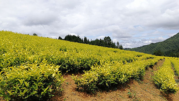 贵州余庆白茶基地