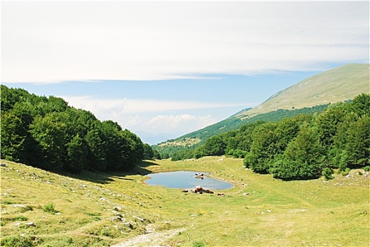 绿色,草地,蒙特卡罗,山