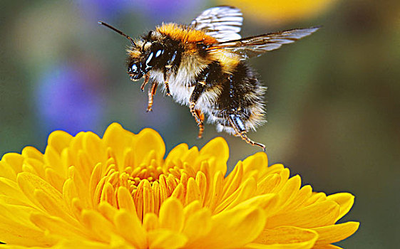 大黄蜂,花,特写