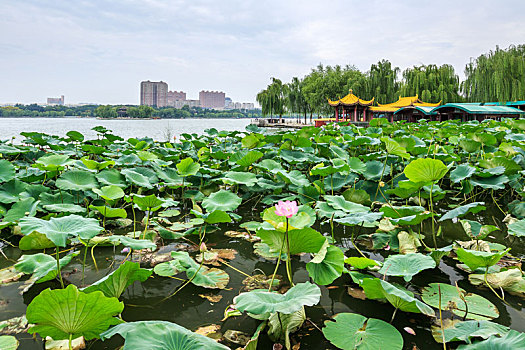 济南市大明湖风景区蓝天下的湖泊荷花景观