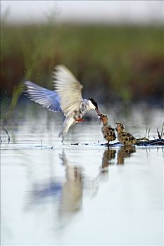须浮鸥,父母,喂食,幼禽,巢穴,飞行,多尼亚纳国家公园,塞维利亚,西班牙