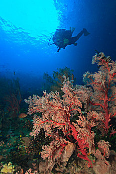 潜水,大,彩色,海扇,四王群岛,区域,巴布亚岛,伊里安查亚省