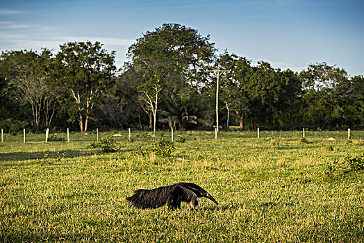 巨型食蚁兽,大食蚁兽,栖息地,潘塔纳尔,南马托格罗索州,巴西,南美