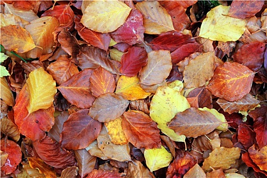 秋天,山毛榉,树林,叶子,黄色,红色,金色,地面