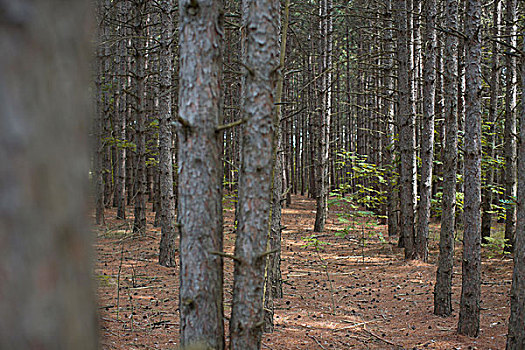 树干,树林,大捆,保护区,靠近,安大略省,加拿大