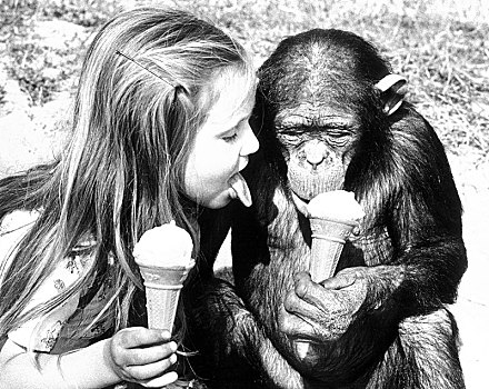 黑猩猩,孩子,吃,冰淇淋,一起,英格兰,英国