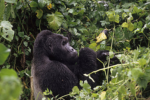 乌干达,山地大猩猩,银背大猩猩,进食