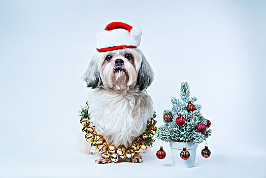 西施犬,狗,圣诞帽,小,新年,树,白色背景,蓝色背景
