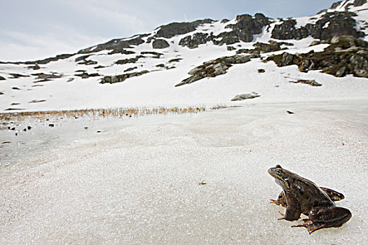 蛙,中国林蛙,冰,2000年,阿尔卑斯山,法国