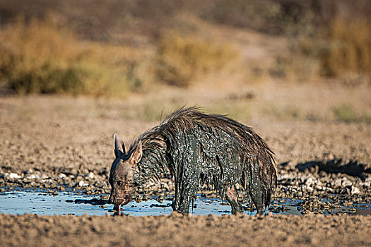 褐色,鬣狗,喝,水潭,泥,浴室,卡拉哈迪大羚羊国家公园,北开普,南非,非洲