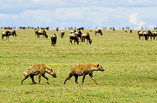 坦桑尼亚,塞伦盖蒂国家公园,斑点,鬣狗,斑鬣狗,角马,斑马,背景