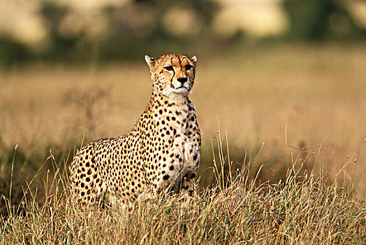 肯尼亚,马赛马拉国家保护区,印度豹,猎豹,小,能见度,大幅,尺寸