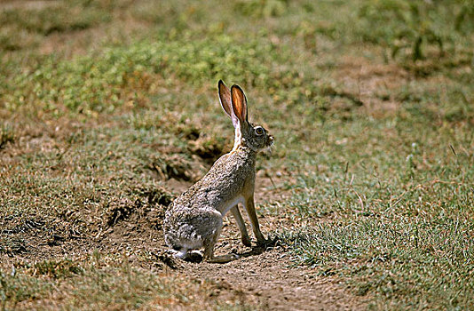 野兔,草兔