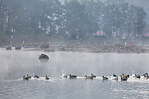 湖,水面,雾气,蒸腾,白雾,水蒸气,缥缈,仙境,灵性,家禽,鸭子,鹅,游动,自在,安静,自然,风光