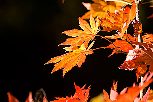 红叶,植被,自然,风光,本溪,湖里村,秋季,透射,逆光,色彩,艳丽