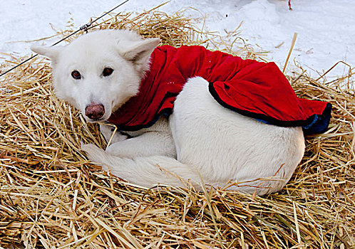 白色,雪橇狗,狗,外套,休息,稻草,卷曲,向上,室外,线缆,阿拉斯加,哈士奇犬,育空地区,加拿大