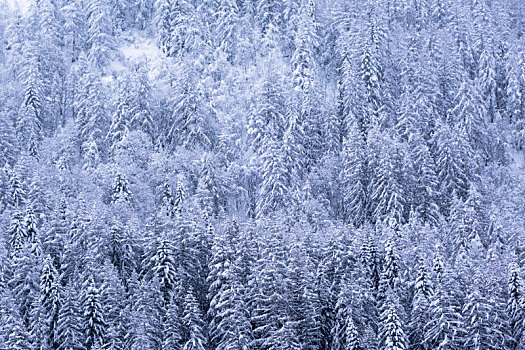 松树,遮盖,雪,转,白色