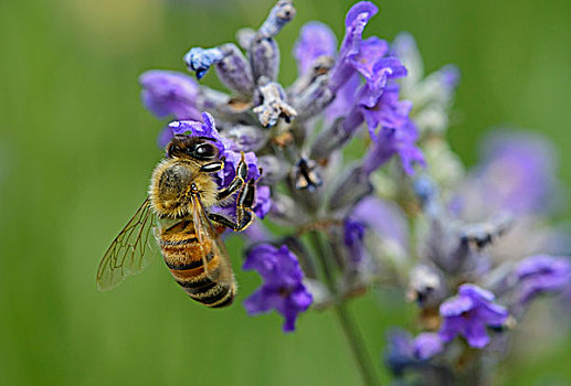 西部,蜜蜂,意大利蜂,花蜜,熏衣草,蜜蜂科,瑞士,欧洲