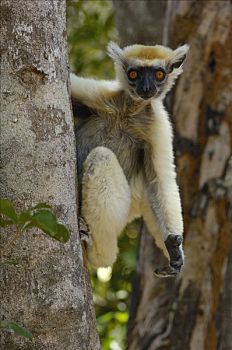 马达加斯加狐猴,树干,濒临灭绝,东北方,马达加斯加