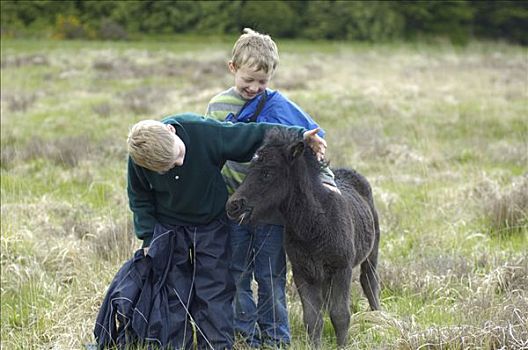 孩子,达特姆尔高原,小马,国家公园,德文郡,英格兰