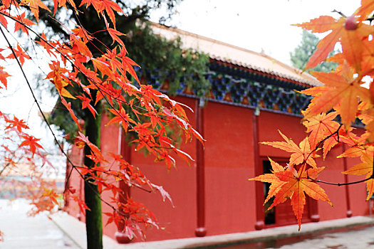 广西全州千年古刹湘山寺,枫叶红于,二月花