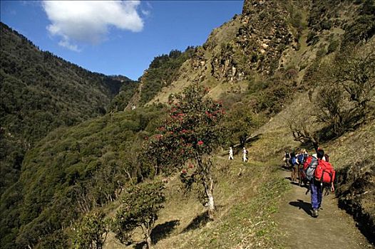 人群,走,小路,花,杜鹃花属植物,树林,安娜普纳地区,尼泊尔