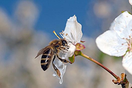 蜜蜂,意大利蜂,收集,花粉,乌克兰,东欧