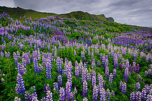 冰岛,地点,羽扇豆属植物,羽扇豆属