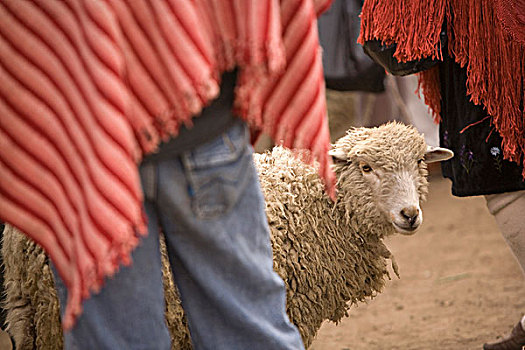 厄瓜多尔,绵羊,市场,土著人,围绕,乡村