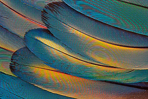 绯红金刚鹦鹉,翼,羽毛,设计