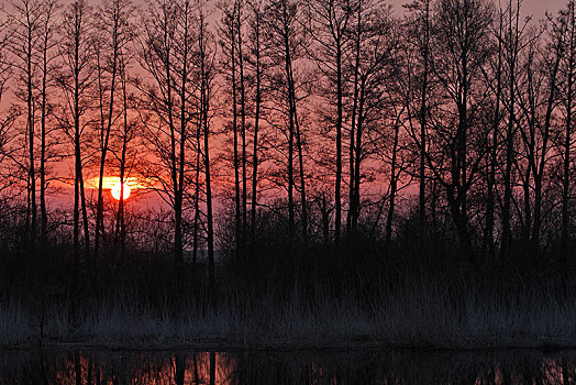 日落,后面,秃树,自然保护区,自然公园,梅克伦堡前波莫瑞州,德国,欧洲
