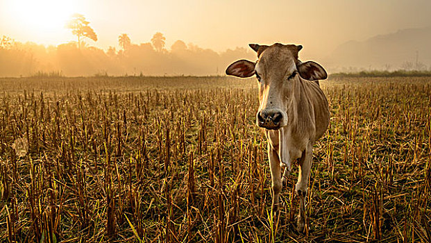 老挝,万荣,母牛,日出,大幅,尺寸