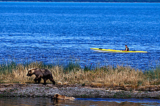 美国,阿拉斯加,卡特麦国家公园,男人,皮划艇,过去,大灰熊,棕熊