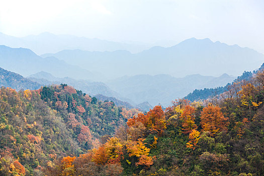 陕西汉中留坝太子岭秋天红叶