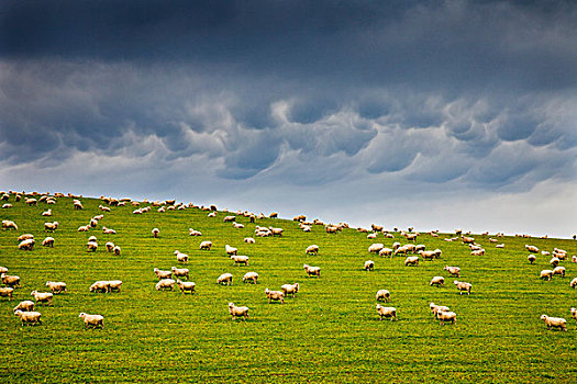 家羊,绵羊,成群,放牧,乌云,建筑,上方,靠近,奥塔哥,新西兰