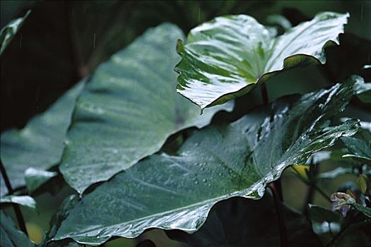 雨,落下,叶子,卢旺达