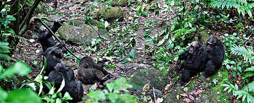 黑猩猩,类人猿,致命,争斗,坐,死,坦桑尼亚