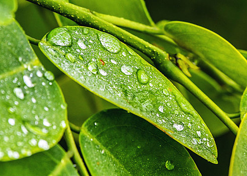 重庆酉阳,雨过天晴的清晨