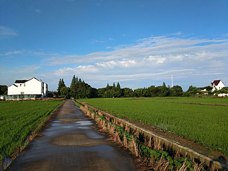 水乡稻田,田园风光,夏日乡村