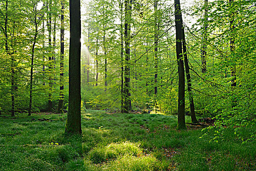 山毛榉,树林,春天,施佩萨特,巴伐利亚,德国,欧洲