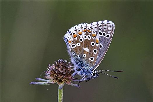 普通,蓝色,蓝灰蝶,物种