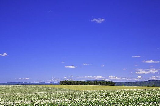 宽,土豆田,山